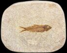 Small Knightia Fossil Fish - Wyoming #41041-1